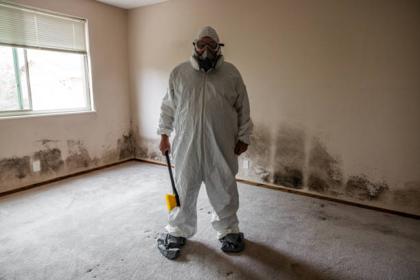 Best Basement Mold Removal  in Fortuna Foothills, AZ